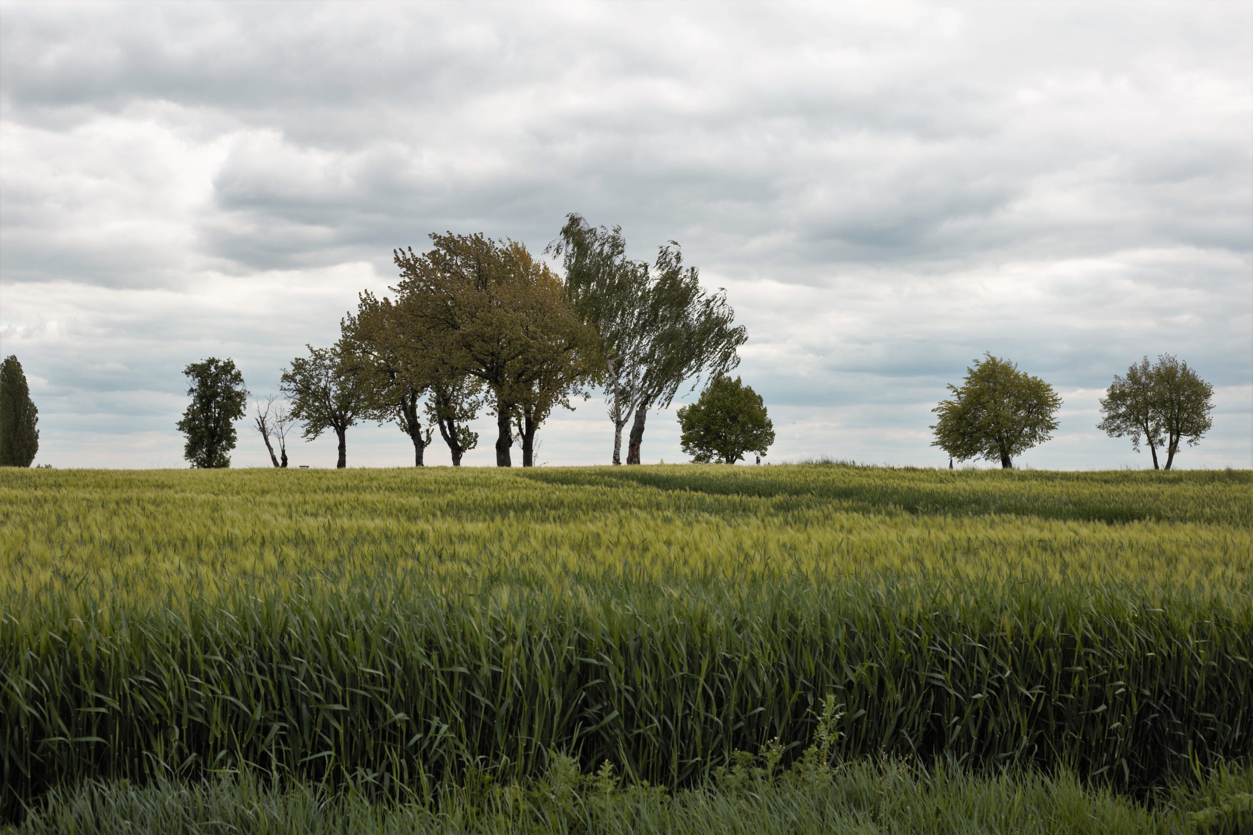 Agrarunternehmen Lommatzscher Pflege e.G.: Aus der Region, für die Region