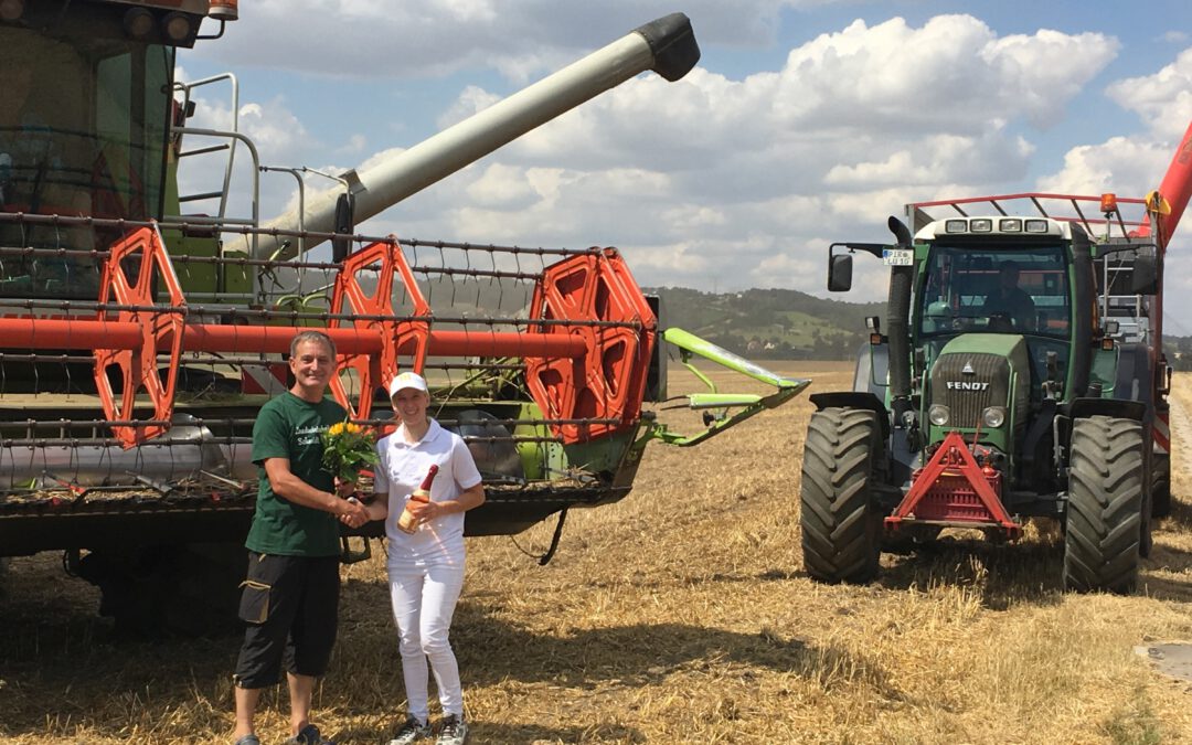 Die Ernte 2020 hat begonnen: Weizen aus Dresden Gohlis erreicht die Mühle