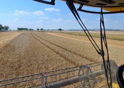 Blick aus der Fahrerkabine aufs Feld.