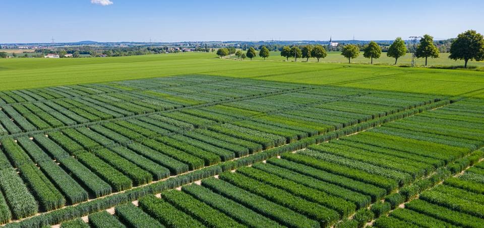 Versuchsanlage mit Weizen, Durum, Dinkel und Emmer. (EIP-Projekt: Ingenieurbüro Albrecht&Partner + Dresdener Mühle + Gersdorfer Agrarprodukte)